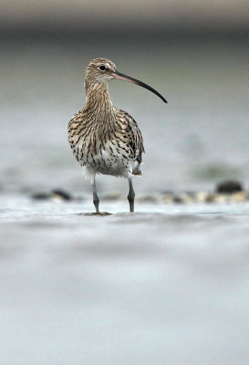 Wulp - Curlew