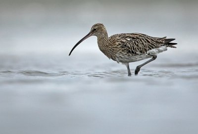 Wulp - Curlew