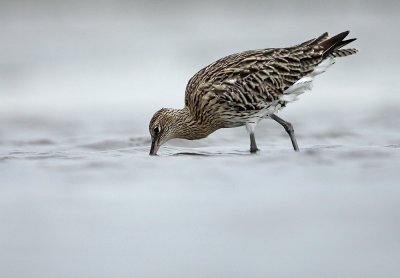 Wulp - Curlew