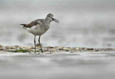 Groenpootruiter - Greenshank