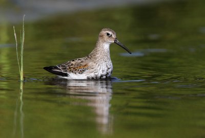 Bonte Strandloper - Dunlin