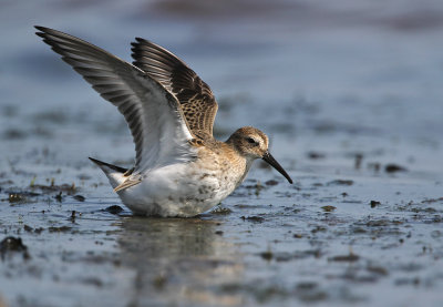 Bonte Strandloper - Dunlin