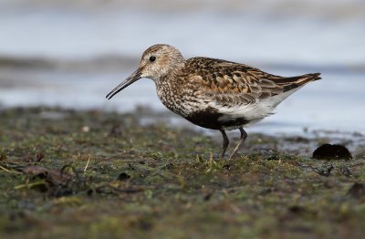 Bonte Strandloper - Dunlin