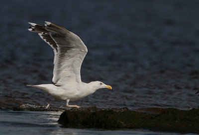 Grote Mantelmeeuw - Great Black-backed Gull