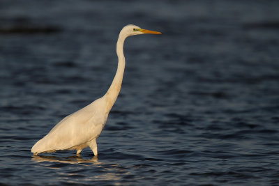 Grote Zilverreiger - Great White Egret