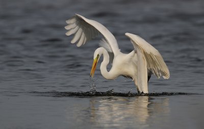 Grote Zilverreiger - Great White Egret