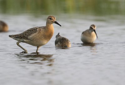 Kemphaan - Ruff