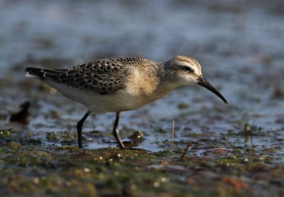 Krombekstrandloper - Curlew Sandpiper