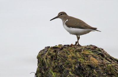 Oeverloper - Common Sandpiper