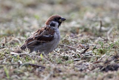 Ringmus - Tree Sparrow