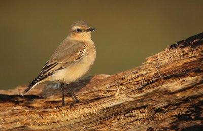 Tapuit - Wheatear