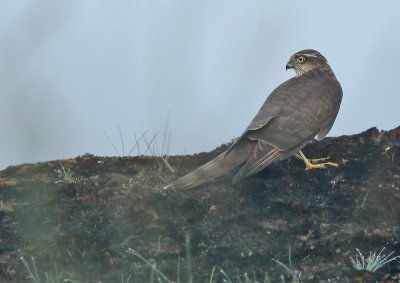 Sperwer - Sparrowhawk