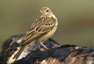 Boompieper - Tree Pipit