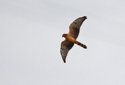 Steppekiekendief - Pallid Harrier (juv), Doel, 07/09/2011