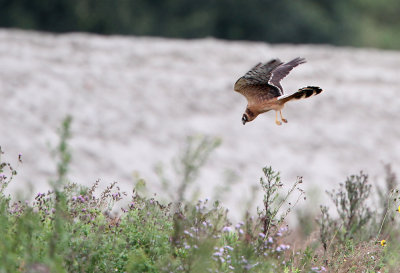 Steppekiekendief - Pallid Harrier (juv), Doel, 07/09/2011