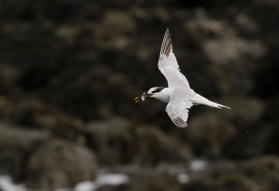 GroteStern - Sandwich Tern