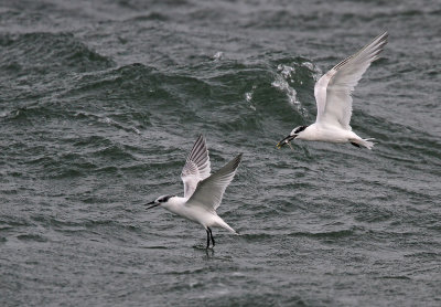 GroteStern - Sandwich Tern