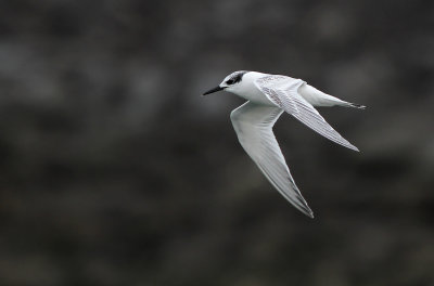 GroteStern - Sandwich Tern