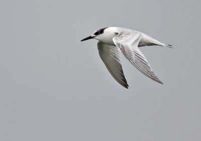 GroteStern - Sandwich Tern