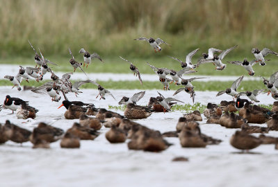 Steenloper - Turnstone on high tide roost
