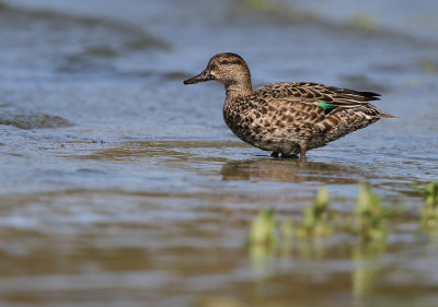 Wintertaling - Teal