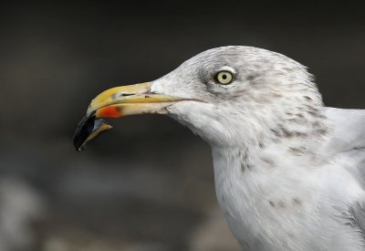 Zilvermeeuw - Herring Gull