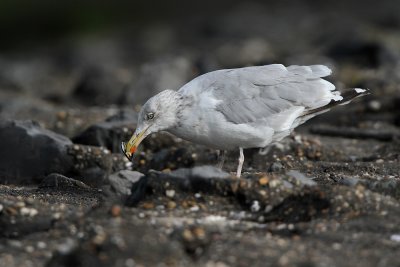 Zilvermeeuw - Herring Gull