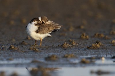 Bontbekplevier - Ringed Plover