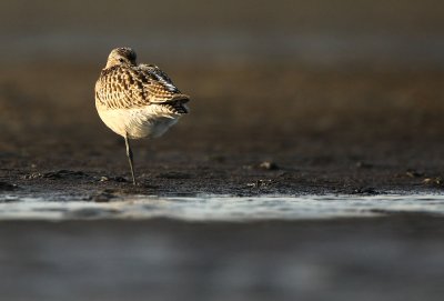 Rosse Grutto - Bar-tailed Godwit