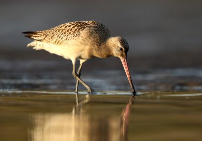 Rosse Grutto - Bar-tailed Godwit