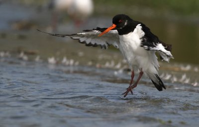 Scholekster - Oystercatcher