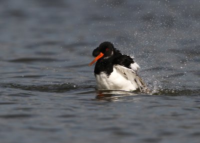 Scholekster - Oystercatcher
