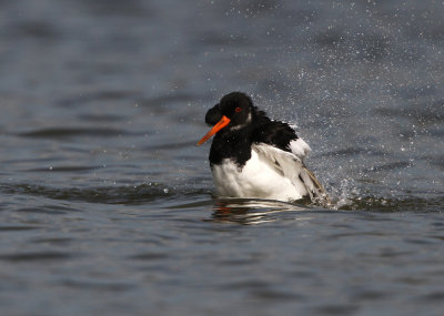 Scholekster - Oystercatcher