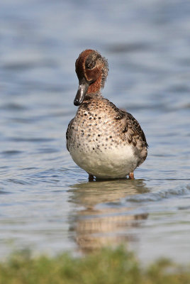 Wintertaling in rui -Teal (in heavy moult!)