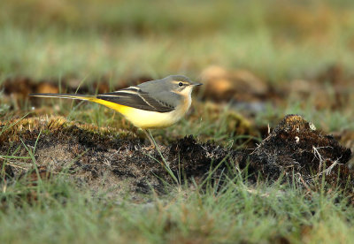 Grote Gele Kwikstaart - Grey Wagtail