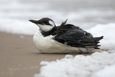 Zeekoet - Common Guillemot (probably an oil victim)