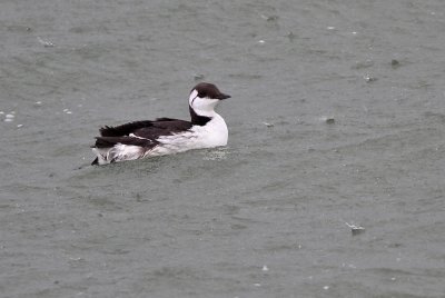 Zeekoet - Common Guillemot