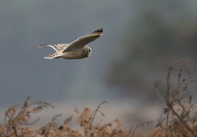 Velduil - Short-eared Owl, Kalmthoutse Heide, 13/10/2011