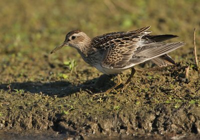 Gestreepte Strandloper - Pectoral Sandpiper, Bezinkingsputten Tienen