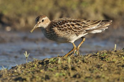 Gestreepte Strandloper - Pectoral Sandpiper, Bezinkingsputten Tienen