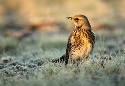 Kramsvogel - Fieldfare