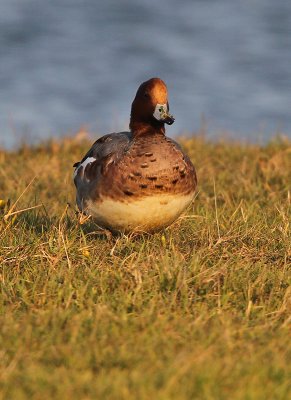 Smient - Wigeon