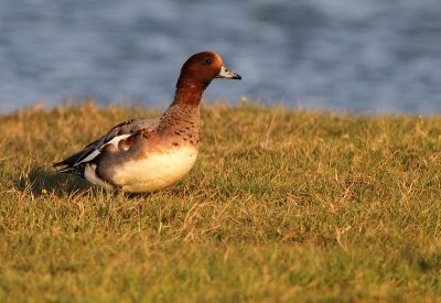 Smient - Wigeon