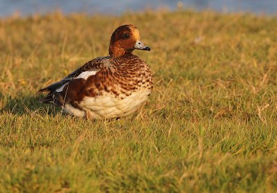 Smient - Wigeon