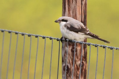 Kleine Klapekster - Lesser Grey Shrike, Koudekerke (NL)