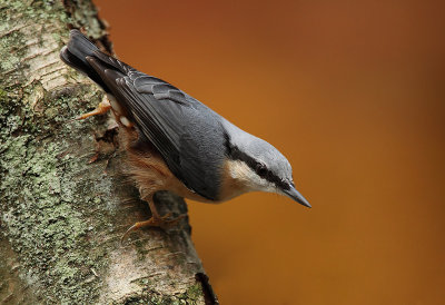 Boomklever - Nuthatch