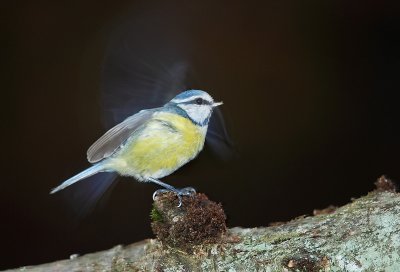 Pimpelmees - Blue Tit