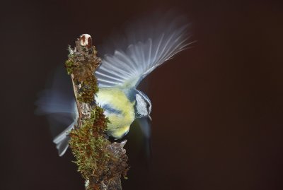Pimpelmees - Blue Tit