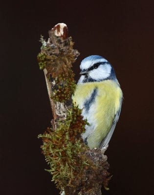Pimpelmees - Blue Tit