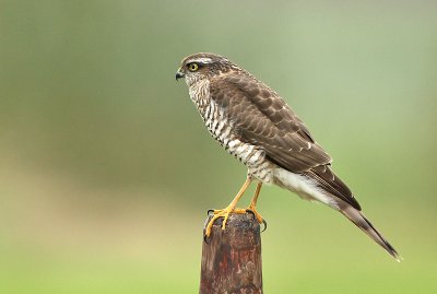 Sperwer - Sparrowhawk